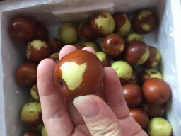 亞馬遜:商品評論: 秋里紅 黃驊鮮冬棗5斤 保鮮盒裝 黃驊孔店冬棗示范基地 現(xiàn)摘現(xiàn)發(fā)(當(dāng)天下單,通常第二天采摘、發(fā)貨)