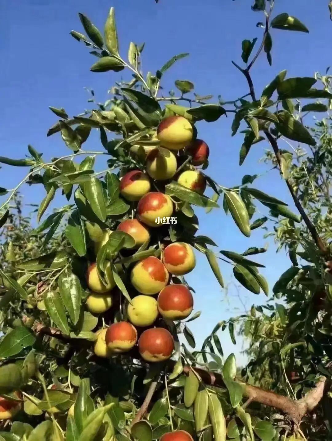 黃驊冬棗 沿海地區(qū)的瑰寶