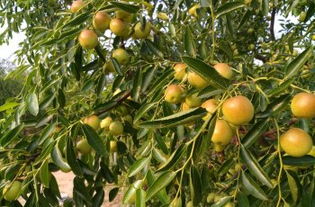 黃驊三娘冬棗采摘園全攻略 門票、地址、游玩指南及圖片分享