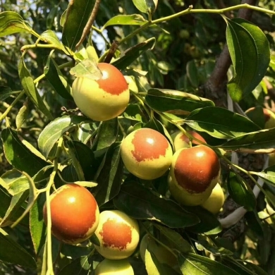 黃驊冬棗 冬季碩果，香甜滿園