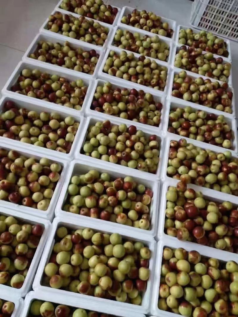 黃驊冬棗批發(fā)指南 河北滄州特色鮮棗的市場機遇